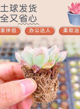 花伴水多肉植物肉肉大颗好养活颗组合心型盆花盆可爱绿植室内盆栽