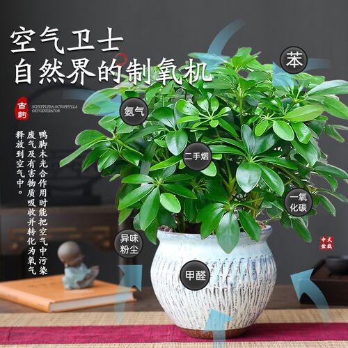八方来财鸭脚木盆栽植物室内绿植七叶莲吸甲醛净化空气景德镇陶瓷