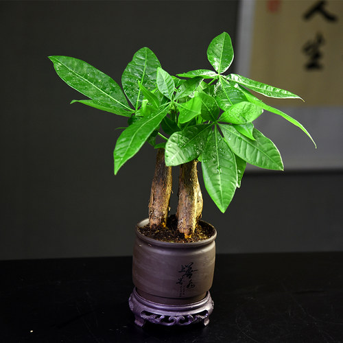 三杆发财树盆栽好养易活室内中式禅意植物办公客厅绿植盆景招财树