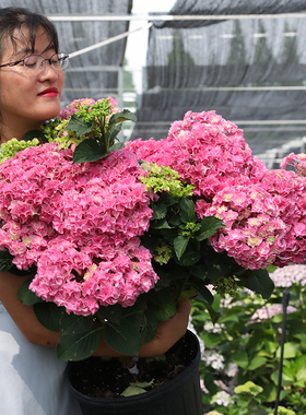 海蒂的花园绣球花苗海妈花园新品花卉植物营养土盆栽