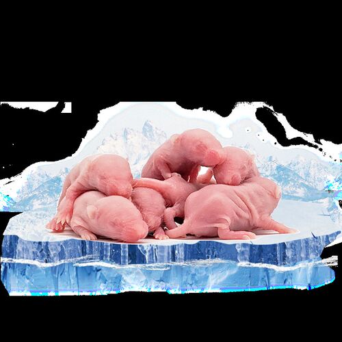 爬宠食物小白乳鼠喂玉米角蛙饲料猫粮红皮粉白霜无菌冷冻耗子