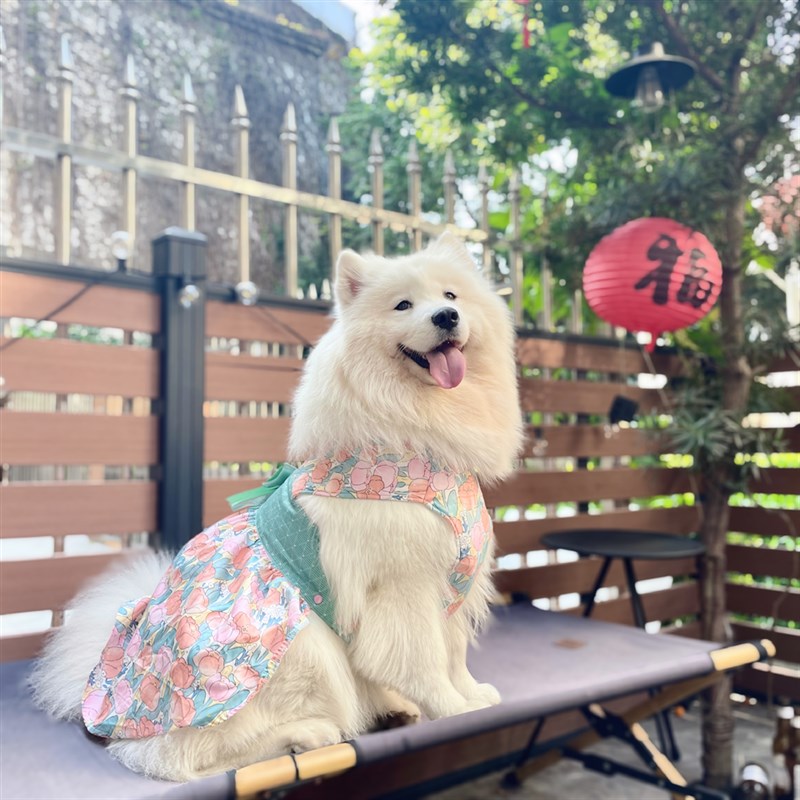 宠物大狗狗胸背裙中大型犬裙礼裙萨摩耶金毛拉布拉多胸背休闲裙