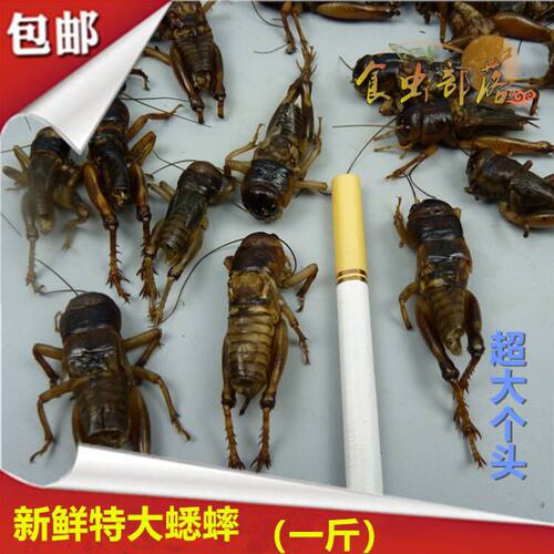 新鲜大蟋蟀巨人蛐蛐超大个头去内脏精品蛐蛐油炸烧烤虫子食材土蛰