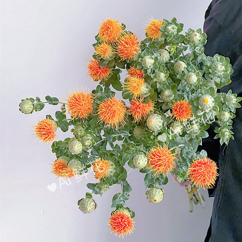 呆萌小可爱橙色菠萝菊鲜花插花水养花期长可做干花家居装饰云南