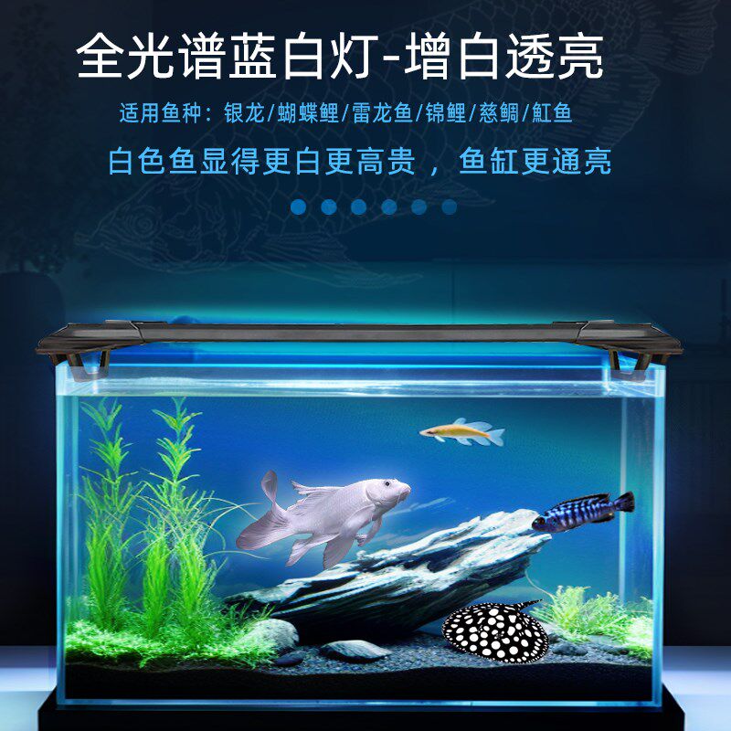 全光谱蓝白混合光银龙雷龙三湖慈鲷蝴蝶鲤专用观赏水陆两用鱼缸灯