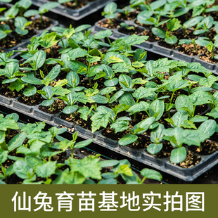 育苗专用营养土通用型蔬菜种植土水稻西瓜草莓有机基质泥炭土肥料