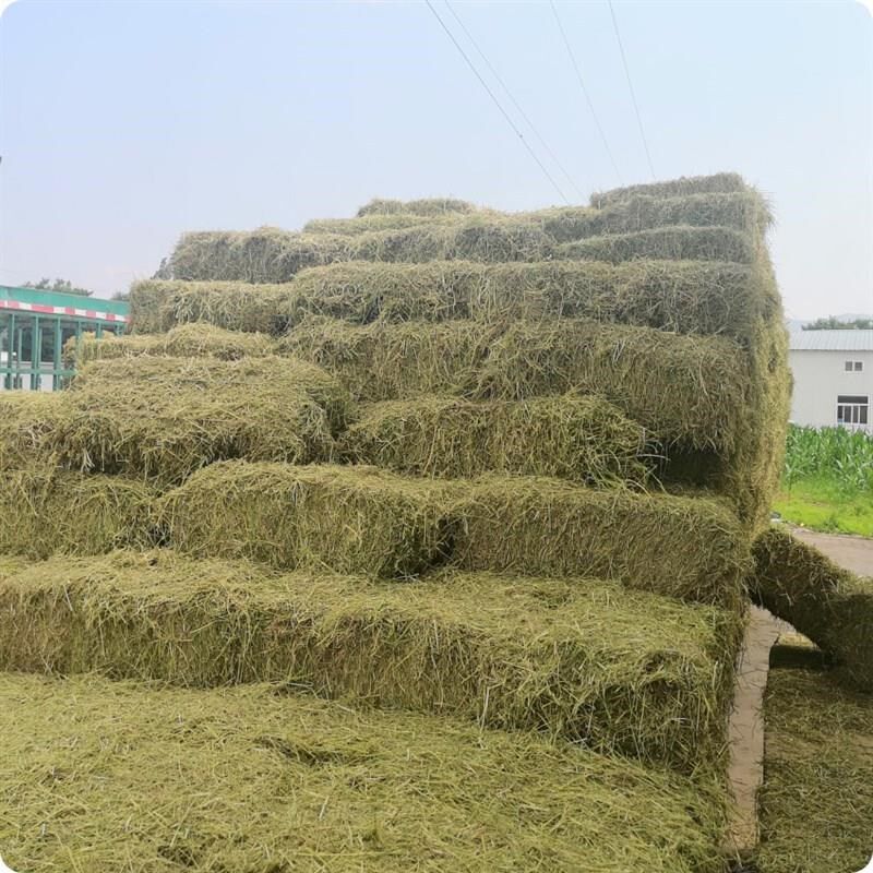 苜蓿草捆家畜喂马青草料牛羊驼食用牧草动物园宠物养殖场干草饲料
