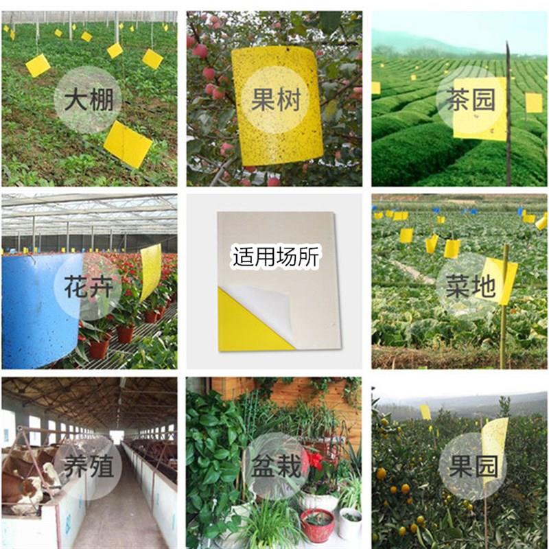 大棚粘虫板双面黄板果园果蝇针蜂诱虫板贴蓟马蓝板花卉茶园粘飞虫
