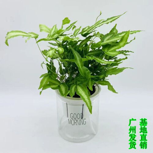 阿波银线蕨盆栽室内蕨类植物雨林缸组景办公桌面吸甲醛四季常青花