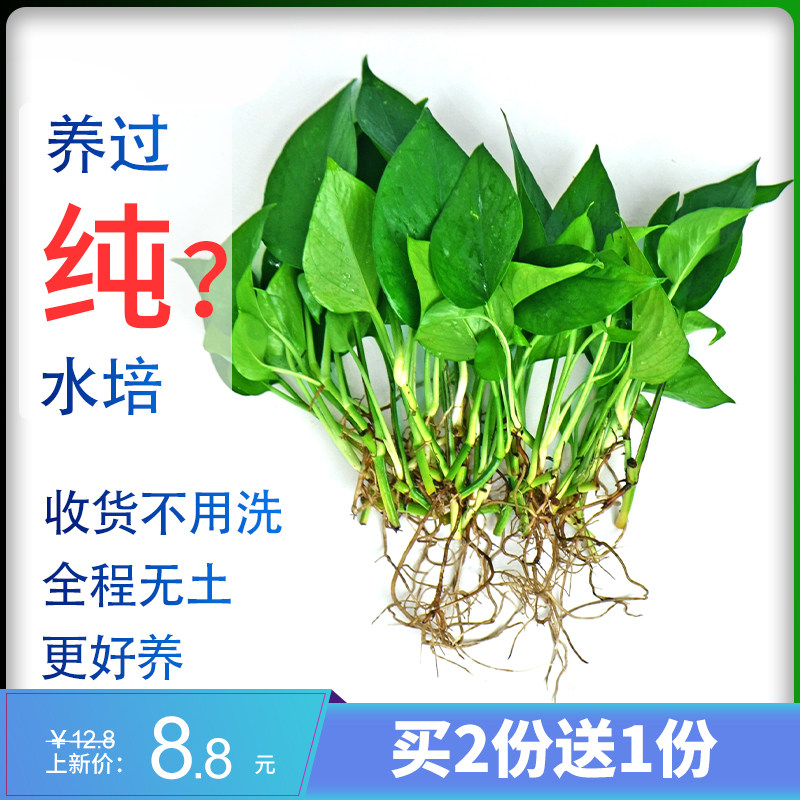 水培绿萝苗植物水养花卉四季水生花草净化空气单株绿萝苗发财树