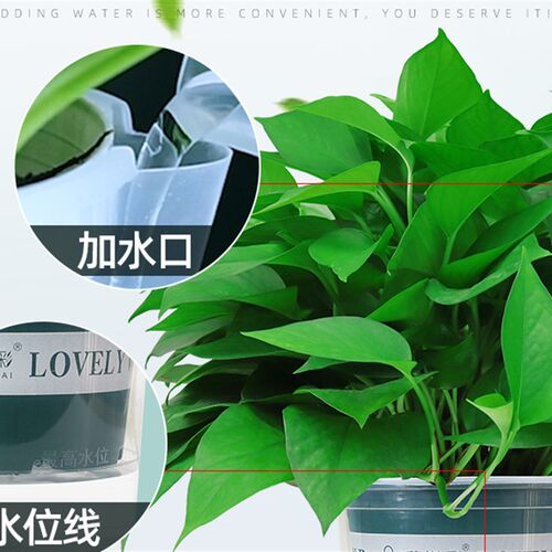 绿萝花盆懒人自动吸水加厚加仑盆吊兰塑料盆栽室内免浇水透明盆新