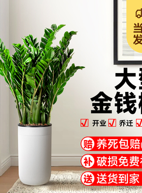 金钱树盆栽植物室内花卉大型客厅好养绿植大摇钱串子招财开业送礼