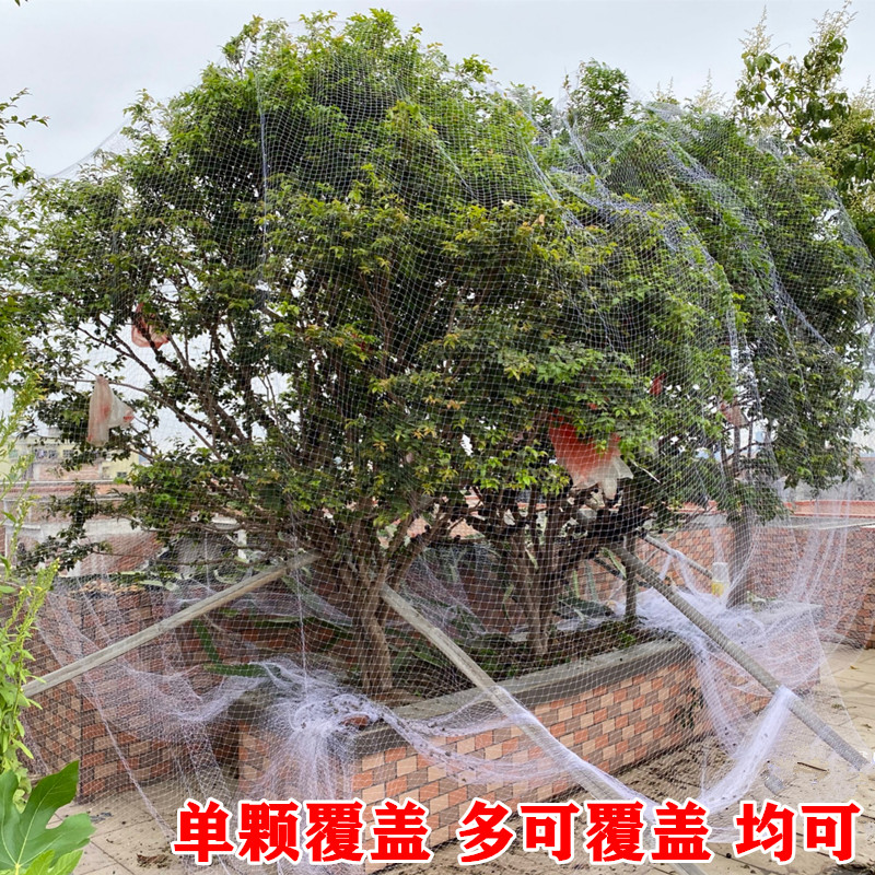 果树防鸟用的网嘉宝果树网樱桃树枇杷树桃树家用防鸟网果树防鸟罩图片
