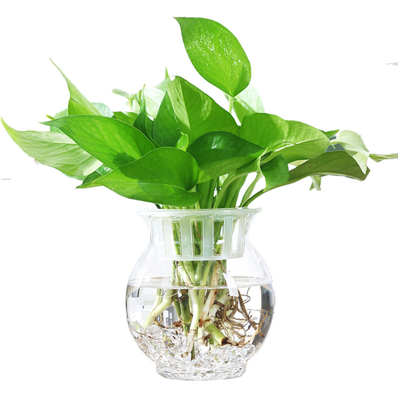欧式简约透明玻璃花瓶水培绿萝花盆鱼缸水养植物客厅摆件插花器皿