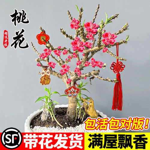 四季桃花树盆栽带花苞室内客厅花卉植物 活苗庭院重瓣寿星桃树