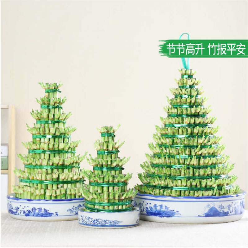 节节高富贵竹塔水培水养植物盆栽竹子观音竹发财富贵竹宝塔竹重庆