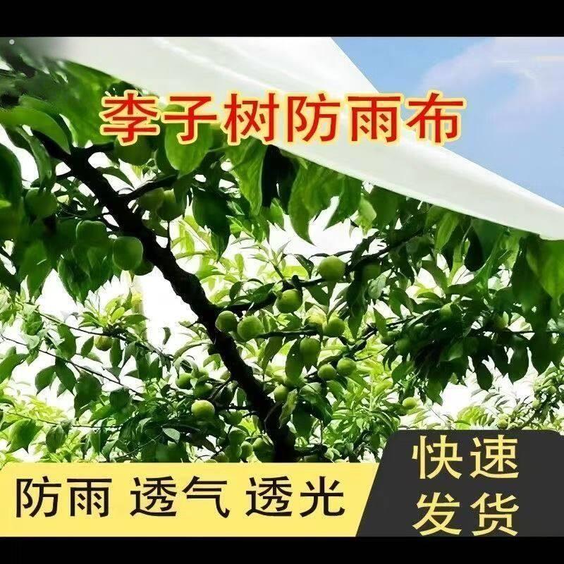 防寒布柑橘李子树大樱桃樱桃防雨不织布果树防雨透气防冻园林农用