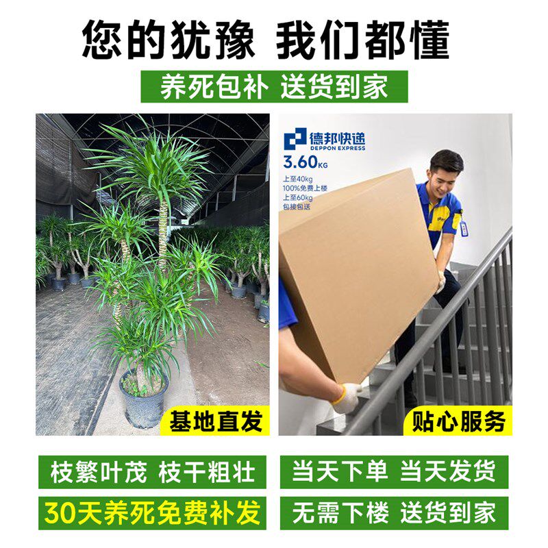 龙须树客厅旺宅绿植大型龙血树树苗盆栽室内大号盆景多头龙铁植物