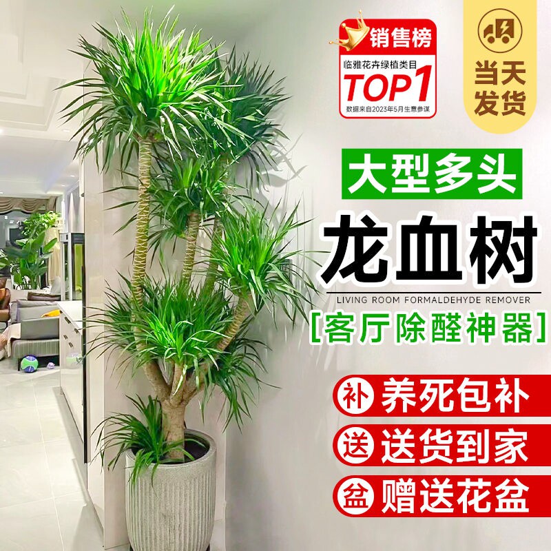 龙血树客厅绿植多头龙须树龙铁树客厅旺宅绿植大型龙血树树苗盆栽