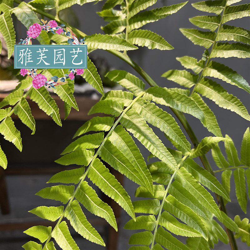 网红蕨一叶蕨室内耐阴软装植物花卉茶几书房软装盆景喜阴喜水