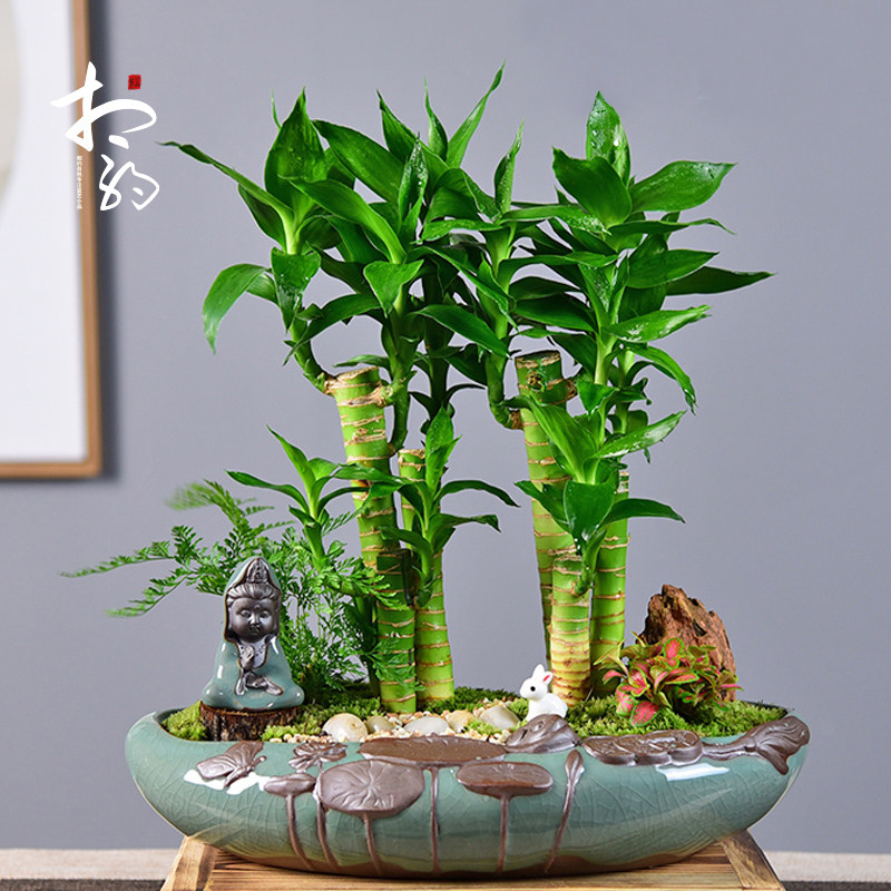 招财树盆景常青发财树盆栽罗汉松植物室内富贵竹绿植四季好养花卉