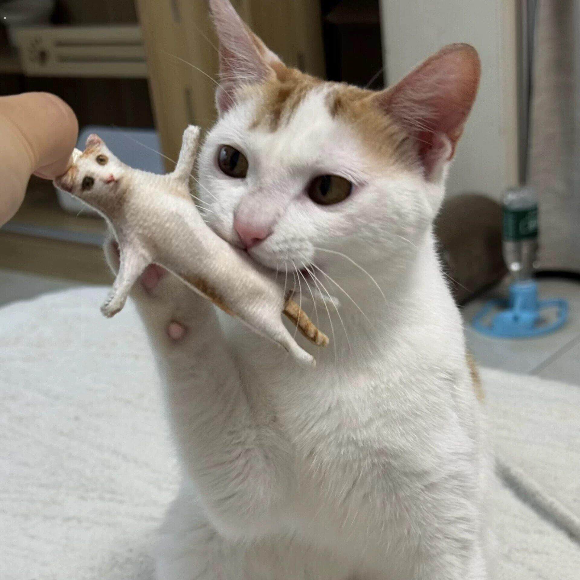 猫猫老鼠干创意可爱宠物乳鼠干趣味含骨架挂件来图定制毛绒钥匙扣
