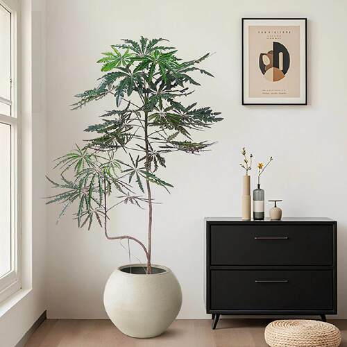 孔雀木绿植大型盆栽室内客厅沙发旁装饰落地办公室摆件造型植物