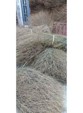 短竹枝条干枝竹枝丫装饰竹枝装潢编织竹枝条庭院饭店竹装饰