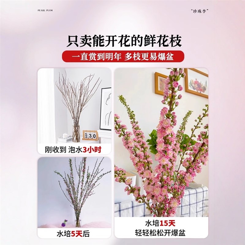 鲜花珍珠李樱花树雪柳鲜枝水培植物桃花卉室内家用插花水养干枝花