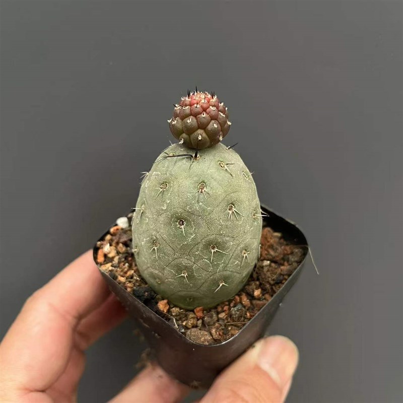 习志野仙人球大颗自根多肉植物开花仙人掌盆栽室内桌面绿植奇趣花