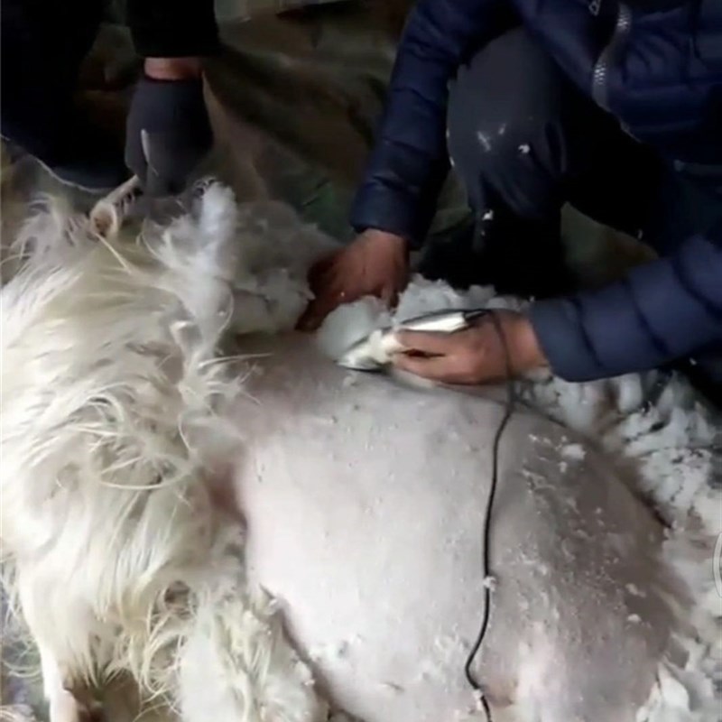 力狼推羊毛的推子电推剪绒山羊长毛兔大型狗剃毛器带线电动羊毛剪