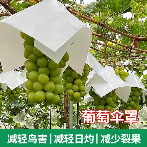 葡萄套袋纸袋葡萄防日灼伞罩阳光玫瑰防水伞夏黑防晒伞防鸟伞巨峰