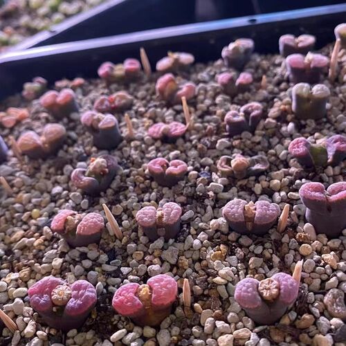 红雪花蛋糕麒麟风铃成株后黑体紫窗如图123可少量出一年苗图45