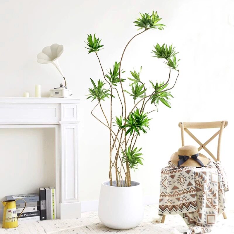 金边百合竹真绿植室内客厅大型植物盆栽办公室落地龙血发财树盆景