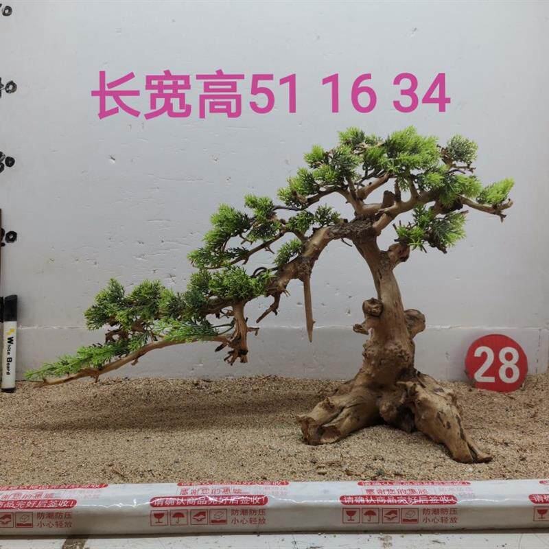 莫斯树生命之树一木成景草缸造景素材水陆缸雨林缸莫丝树迎客松