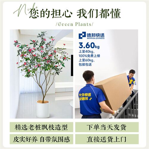 琴叶珊瑚盆栽客厅大花盆办公室内好养落地式大型绿植四季常青植物