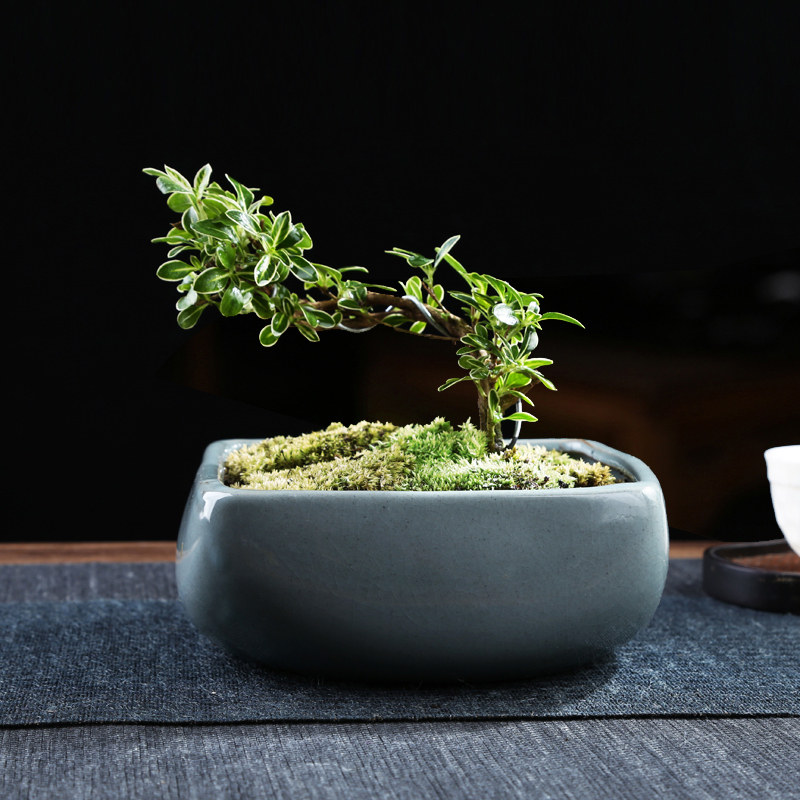 铜钱草水培花盆水仙花睡莲碗莲一叶莲水养专用招财中国风桌面陶瓷