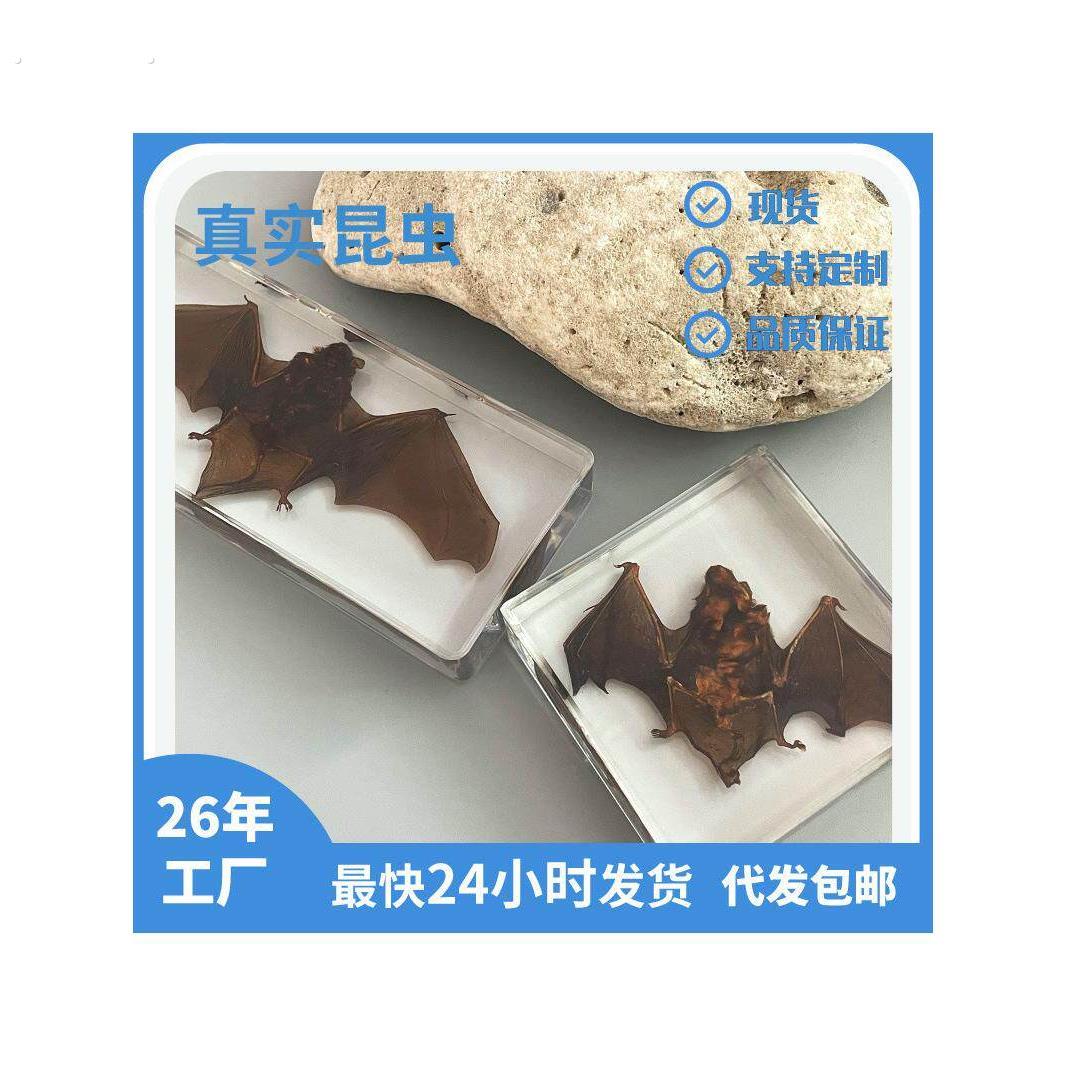 工艺礼品摆饰网红爆款真实蝙蝠昆虫标本压克力透明树脂教学用具旅