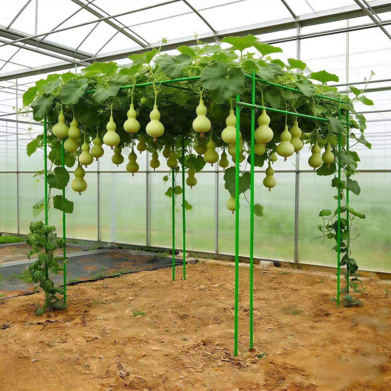 葡萄架子庭院户外爬藤架葫芦架丝瓜百香果架种菜植物瓜棚架支伸缩