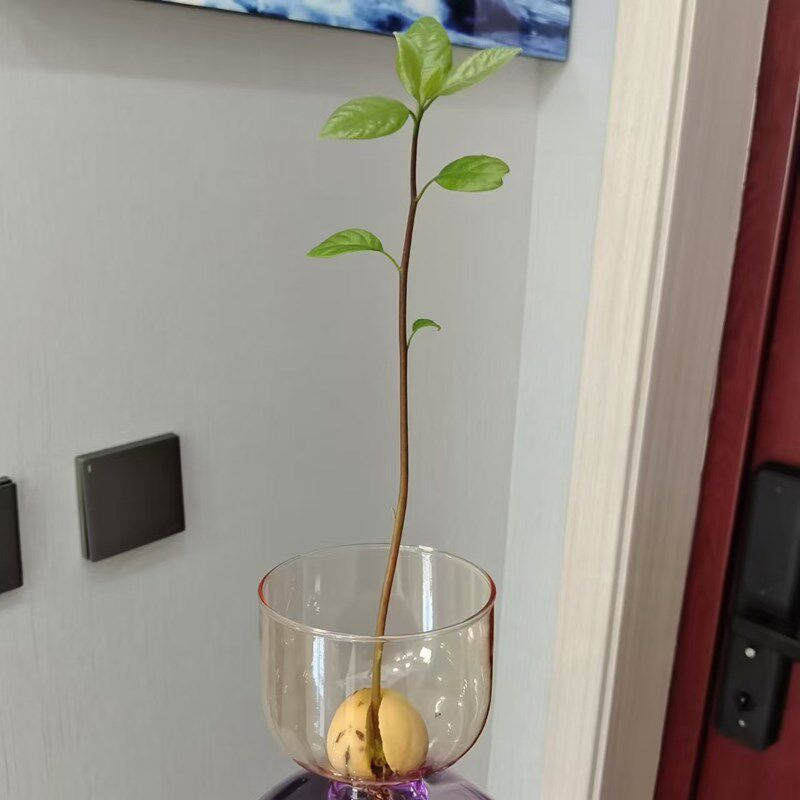 欧式牛油果专用种植瓶子牛油果核水养玻璃瓶子牛油果彩色水培器皿