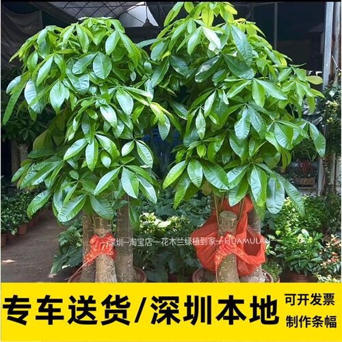 发财树室内大型盆栽观叶吸甲醛植物公司开业乔迁送礼招财绿植深圳