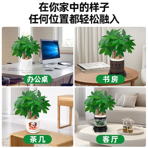 发财树小盆栽室内植物办公室客厅大棵单杆三杆招财树绿植花卉盆景