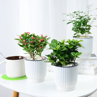 富贵竹盆栽室内水培文竹虎皮兰盆景除甲醛植物发财树绿萝花卉绿植