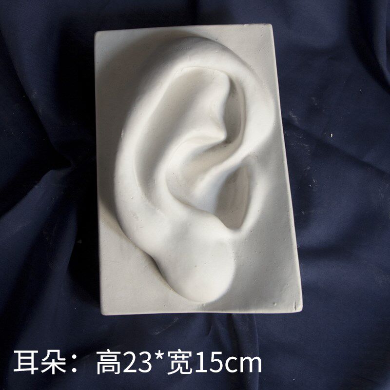 五官实面石膏像五官切面摆件石膏美术教具素描绘画美术静物人像