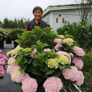 海蒂的花园魔幻海洋大花绣球花好养木本花卉阳台庭院盆栽植物花苗