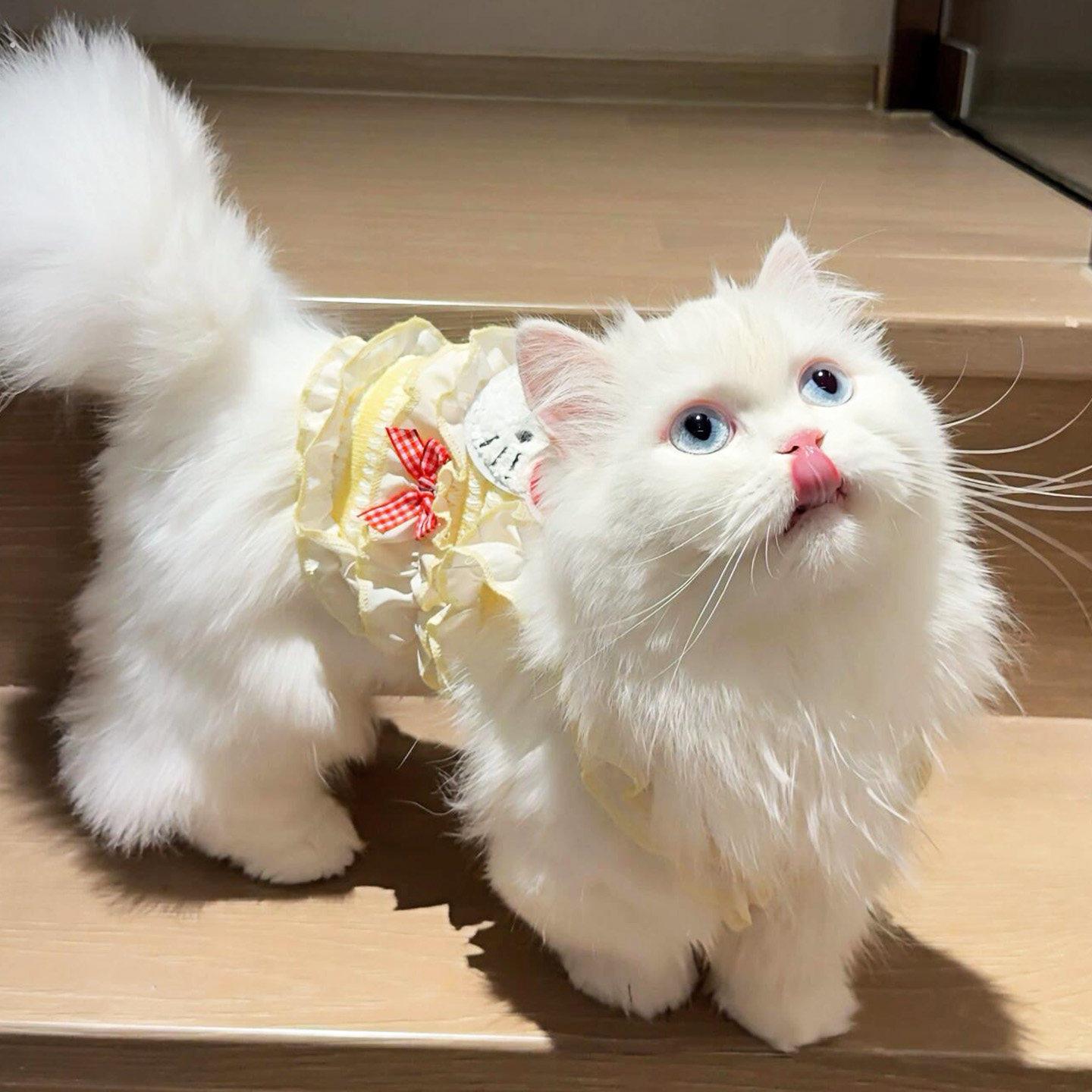 可爱猫咪衣服防掉毛薄款公主风吊带夏季幼猫幼犬中小型犬宠物背心