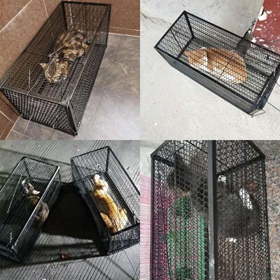 全自动捕猫笼人道救助捉猫笼超市抓猫笼新款抓猫器逮猫神器捕猫器