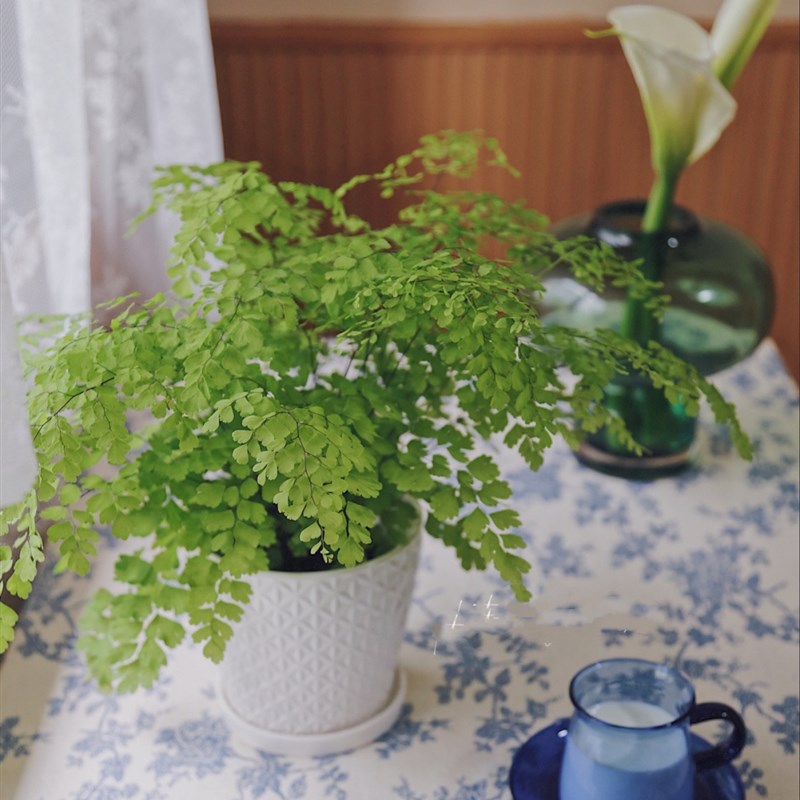 铁线蕨 美人粉 小清醒网红高颜值植物吊钟吸甲醛耐阴