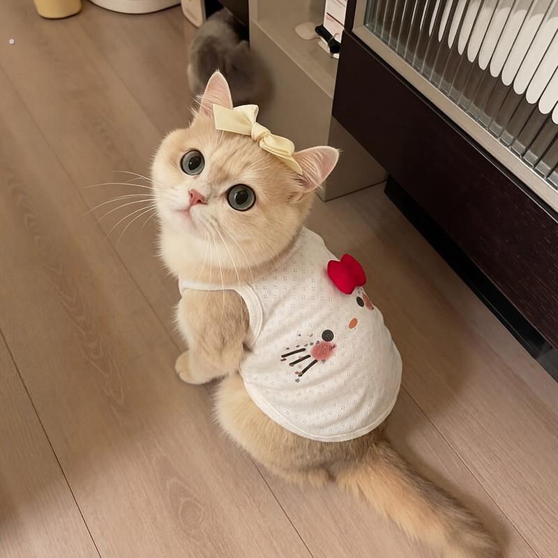 猫咪衣服小猫防掉毛薄款夏季背心2026新款德文猫布偶猫宠物狗厂家