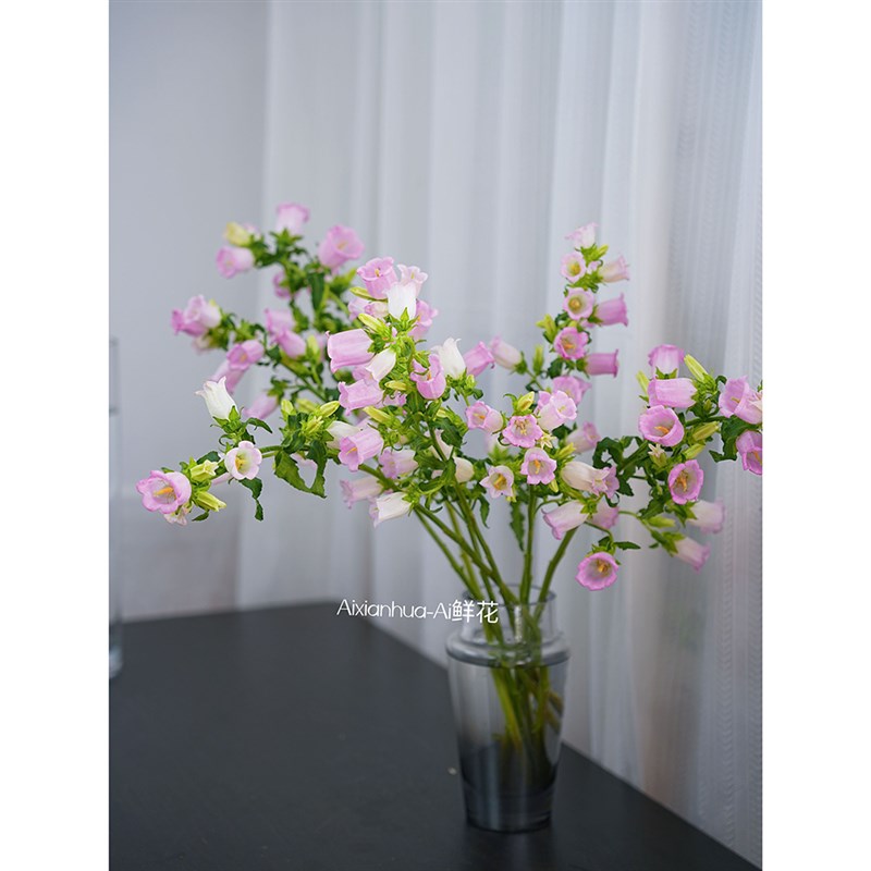 少女心满满迎风摇拽的铃铛粉色风铃花鲜花铃铛花插花水养家居插花